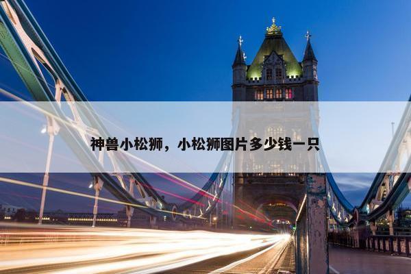 神兽小松狮，小松狮图片多少钱一只