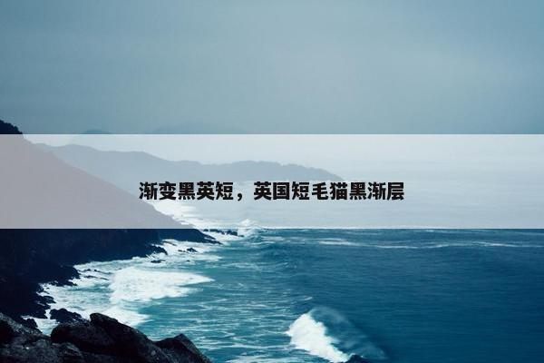 渐变黑英短，英国短毛猫黑渐层