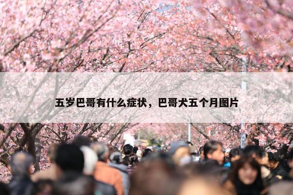 五岁巴哥有什么症状，巴哥犬五个月图片