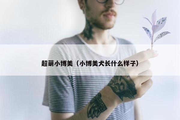 超萌小博美（小博美犬长什么样子）