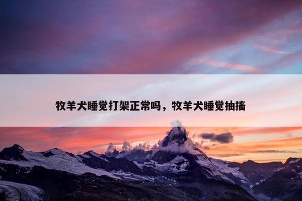牧羊犬睡觉打架正常吗，牧羊犬睡觉抽搐