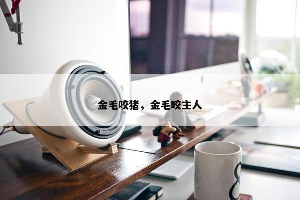 金毛咬猪，金毛咬主人