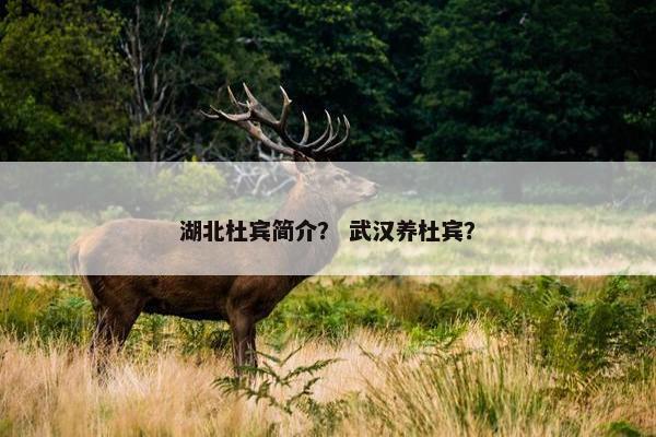 湖北杜宾简介？ 武汉养杜宾？
