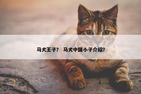 马犬王子? 马犬中国小子介绍?