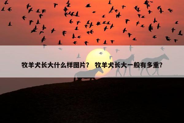 牧羊犬长大什么样图片？ 牧羊犬长大一般有多重？