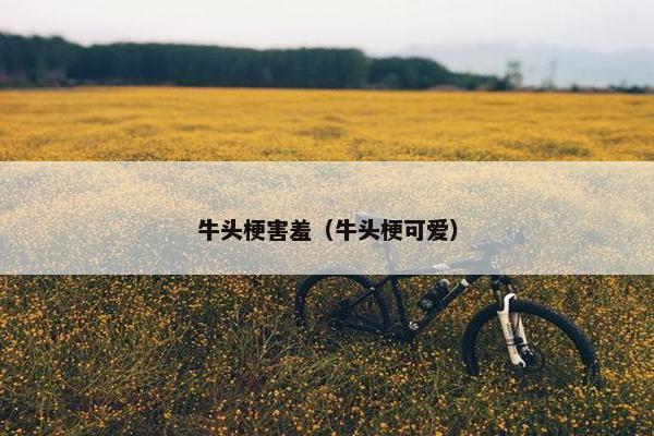 牛头梗害羞(牛头梗可爱)