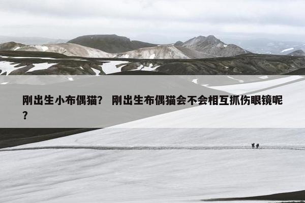 刚出生小布偶猫? 刚出生布偶猫会不会相互抓伤眼镜呢?