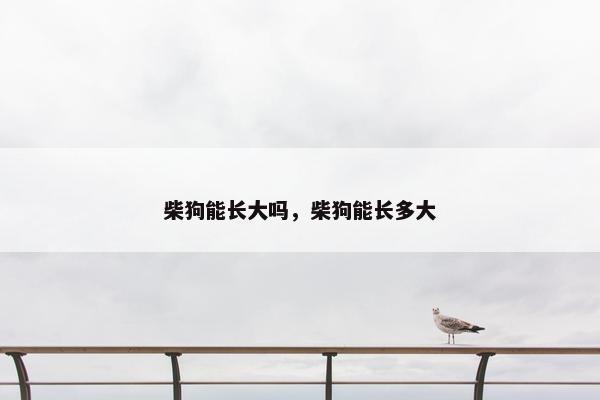 柴狗能长大吗,柴狗能长多大