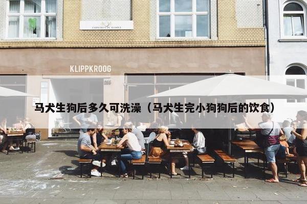 马犬生狗后多久可洗澡(马犬生完小狗狗后的饮食)