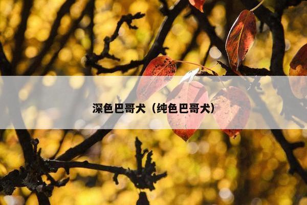 深色巴哥犬(纯色巴哥犬)