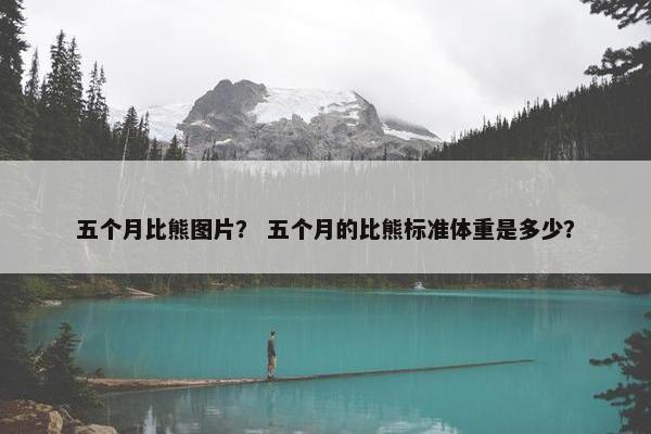 五个月比熊图片? 五个月的比熊标准体重是多少?
