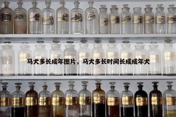 马犬多长成年图片,马犬多长时间长成成年犬