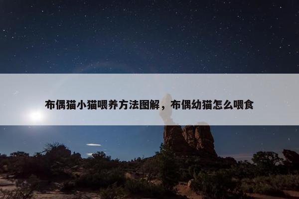 布偶猫小猫喂养方法图解,布偶幼猫怎么喂食