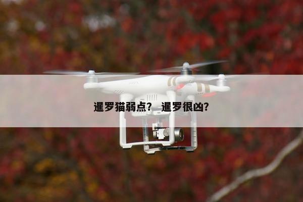 暹罗猫弱点? 暹罗很凶?