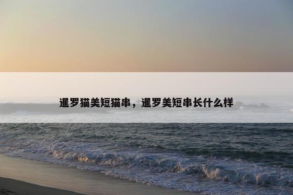 暹罗猫美短猫串,暹罗美短串长什么样