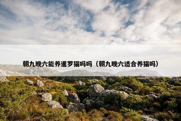 朝九晚六能养暹罗猫吗吗(朝九晚六适合养猫吗)