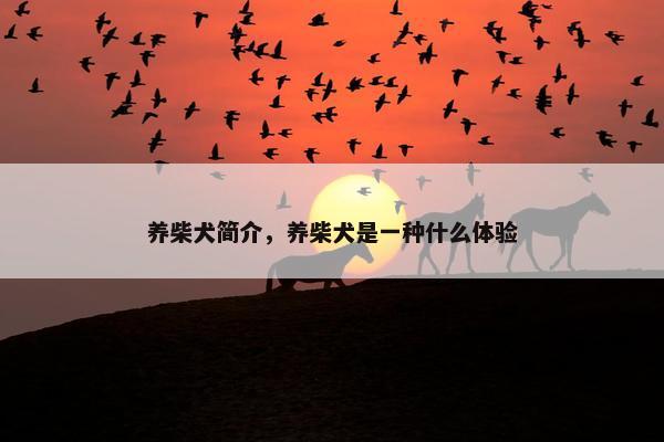 养柴犬简介，养柴犬是一种什么体验