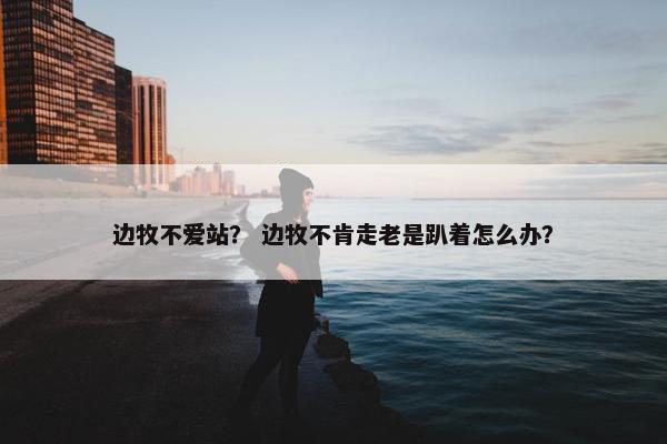 边牧不爱站? 边牧不肯走老是趴着怎么办?