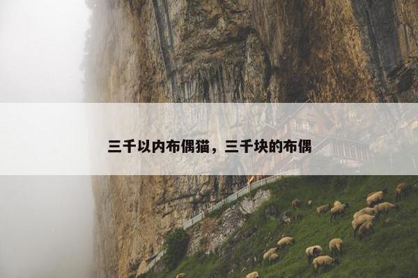 三千以内布偶猫,三千块的布偶