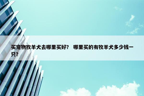 买宠物牧羊犬去哪里买好? 哪里买的有牧羊犬多少钱一只?
