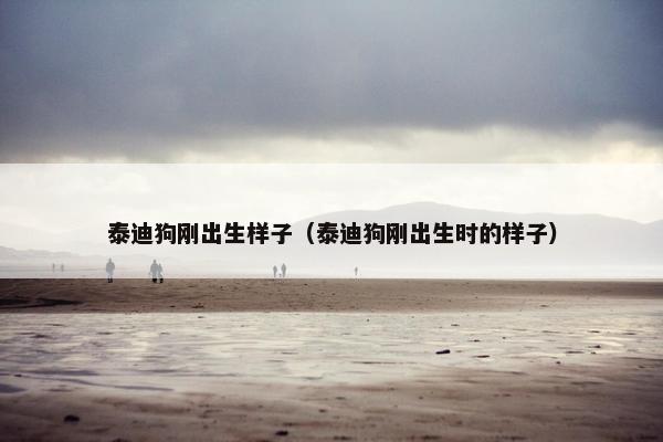 泰迪狗刚出生样子(泰迪狗刚出生时的样子)