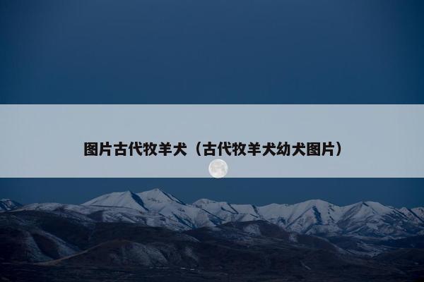 图片古代牧羊犬(古代牧羊犬幼犬图片)
