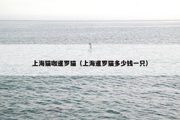 上海猫咖暹罗猫(上海暹罗猫多少钱一只)