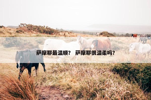 萨摩耶最温顺？ 萨摩耶很温柔吗？