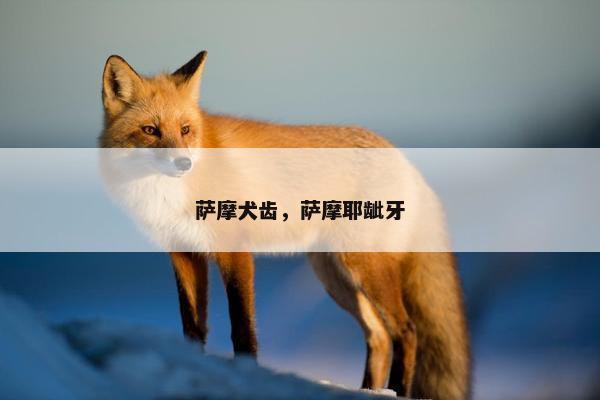 萨摩犬齿,萨摩耶龇牙