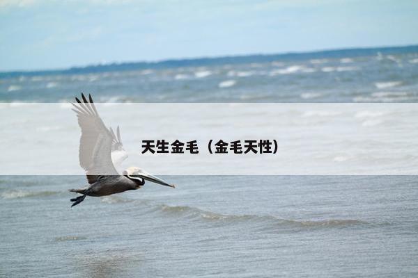 天生金毛(金毛天性)