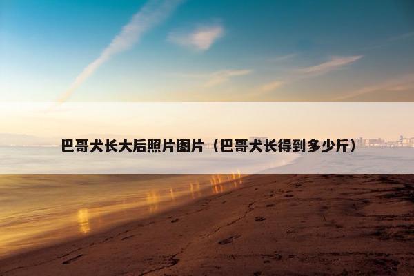 巴哥犬长大后照片图片(巴哥犬长得到多少斤)