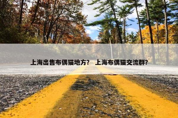 上海出售布偶猫地方? 上海布偶猫交流群?