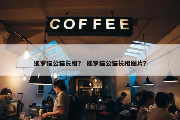 暹罗猫公猫长相? 暹罗猫公猫长相图片?