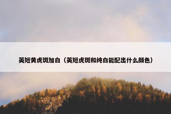 英短黄虎斑加白(英短虎斑和纯白能配出什么颜色)