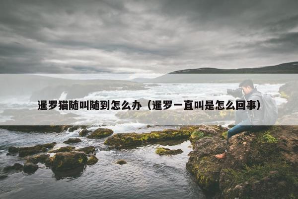 暹罗猫随叫随到怎么办(暹罗一直叫是怎么回事)