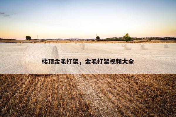 楼顶金毛打架,金毛打架视频大全