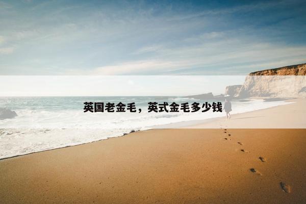 英国老金毛,英式金毛多少钱