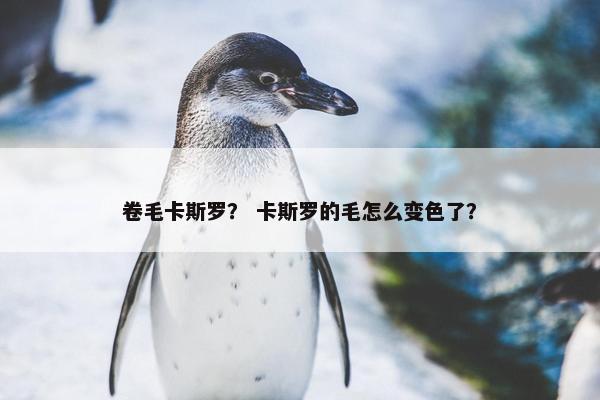 卷毛卡斯罗? 卡斯罗的毛怎么变色了?