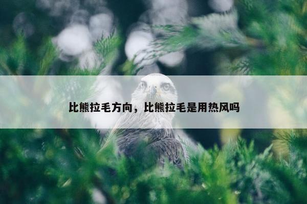 比熊拉毛方向,比熊拉毛是用热风吗