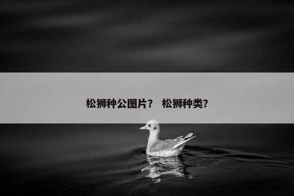 松狮种公图片? 松狮种类?