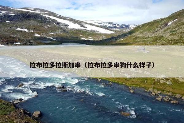 拉布拉多拉斯加串(拉布拉多串狗什么样子)