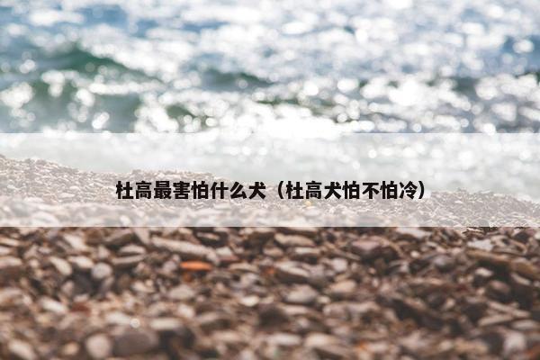 杜高最害怕什么犬(杜高犬怕不怕冷)