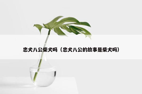 忠犬八公柴犬吗(忠犬八公的故事是柴犬吗)