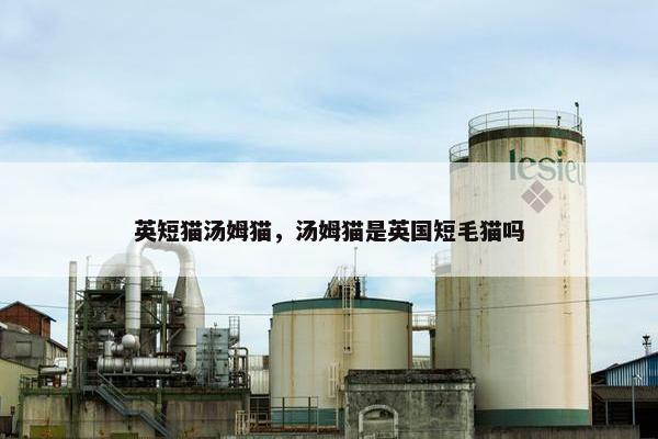 英短猫汤姆猫,汤姆猫是英国短毛猫吗