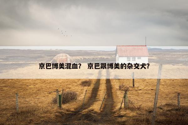 京巴博美混血? 京巴跟博美的杂交犬?