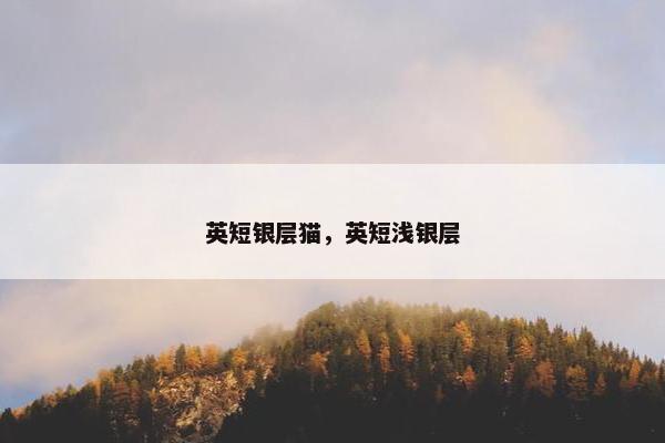 英短银层猫,英短浅银层