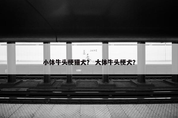 小体牛头梗猎犬? 大体牛头梗犬?