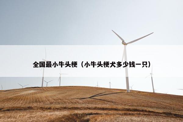 全国最小牛头梗(小牛头梗犬多少钱一只)