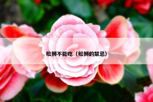 松狮不能吃(松狮的禁忌)