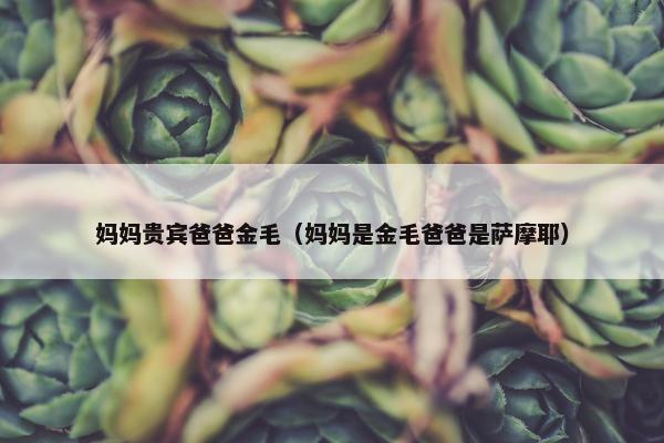 妈妈贵宾爸爸金毛（妈妈是金毛爸爸是萨摩耶）